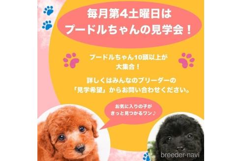成約済の千葉県のトイプードル-236333の4枚目